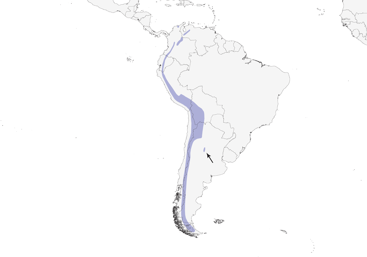 Fringuello di sierra plumbeo, Distribuzione 1