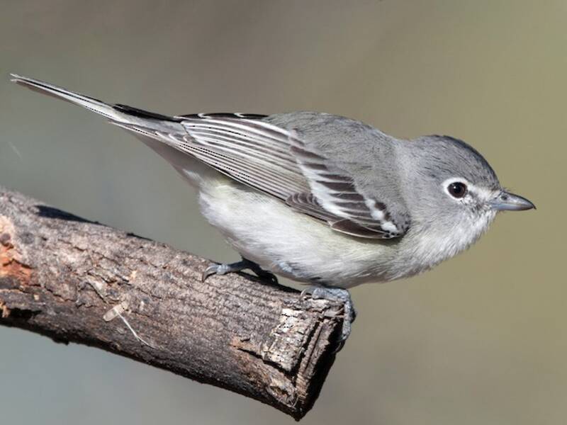 Plumbeous Vireo, 照片 3