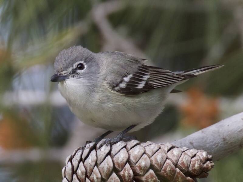 Plumbeous Vireo, 照片 2