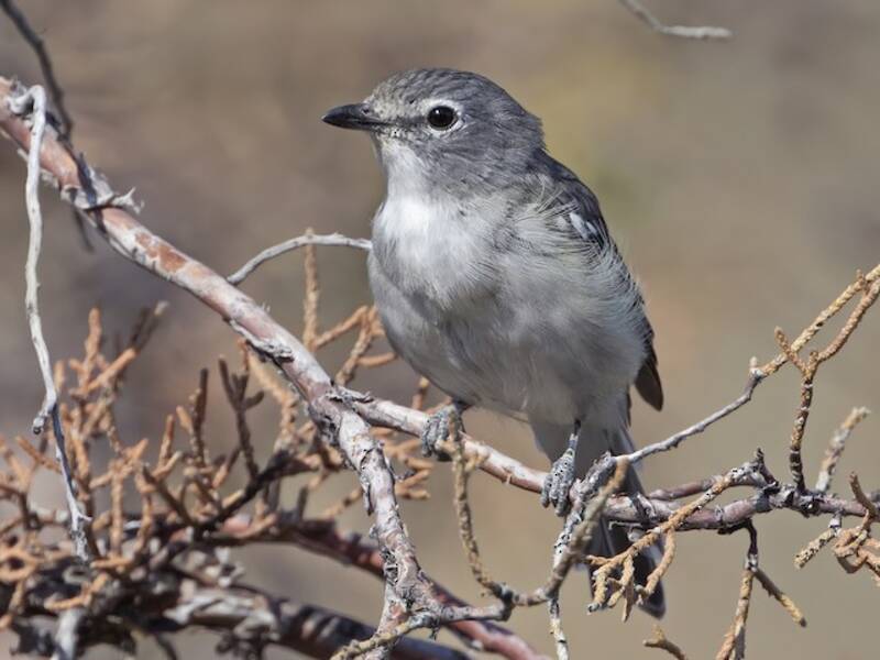 Plumbeous Vireo, 照片 4