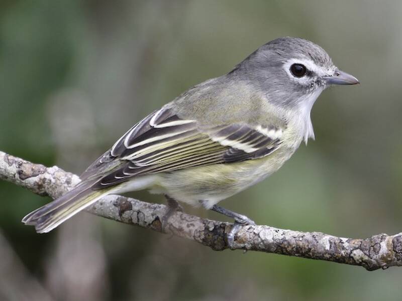 Vireo plumbeo