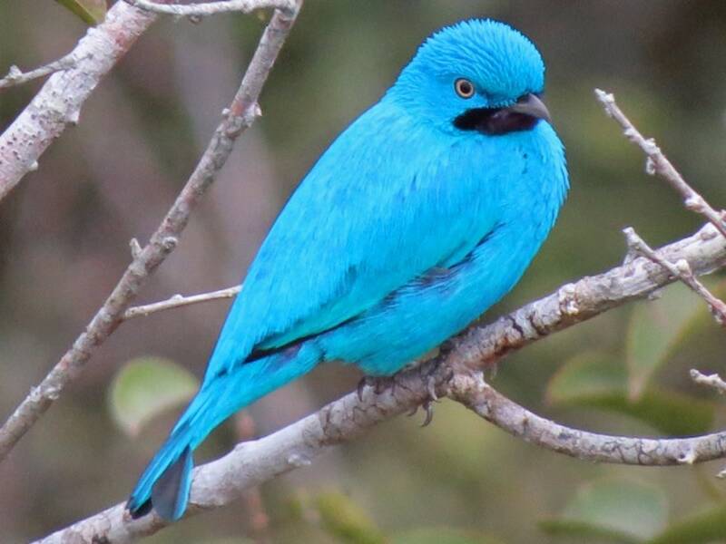 Cotinga à gorge prune, Photos 3