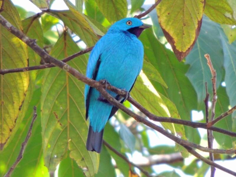 Cotinga à gorge prune, Photos 4