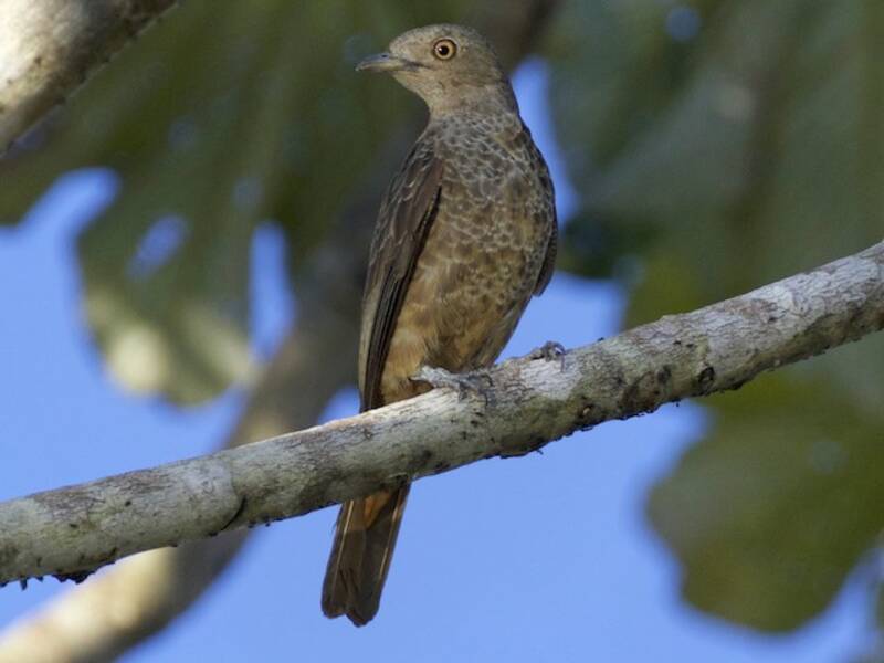 Cotinga à gorge prune, Photos 2