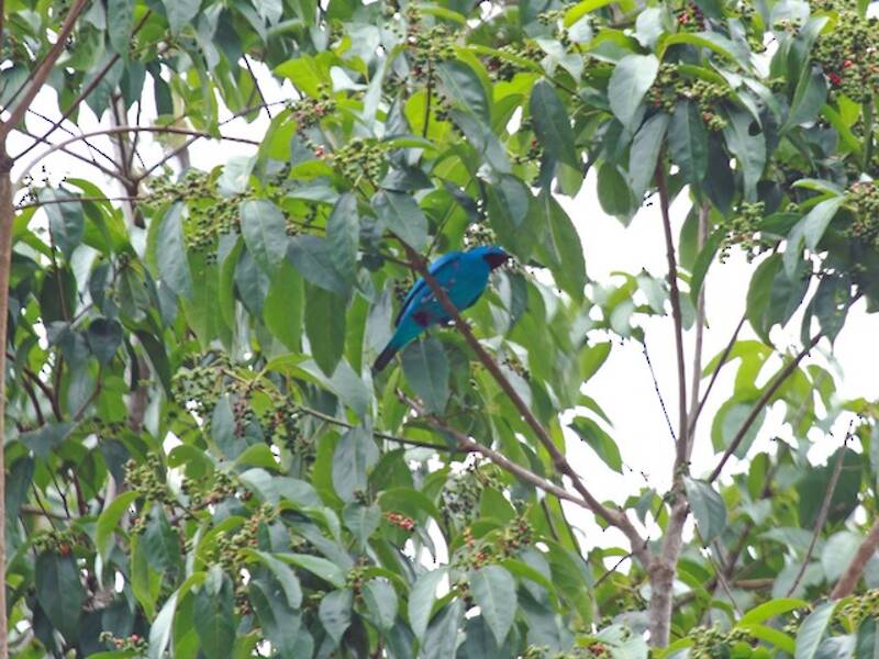 Cotinga golaprugna