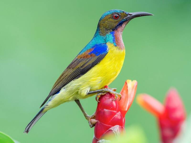 Brown-throated Sunbird, Photos 3