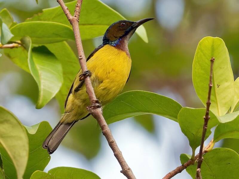 Brown-throated Sunbird, Photos 2