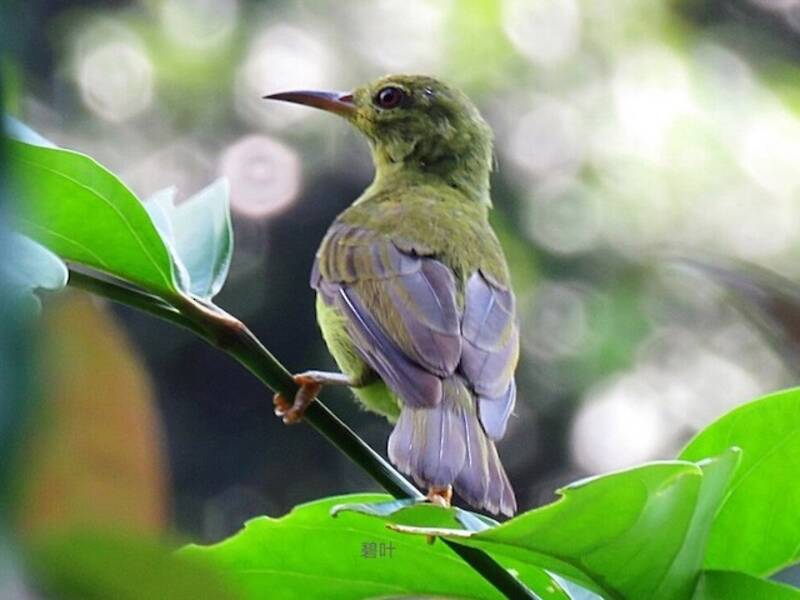 Brown-throated Sunbird, Photos 4