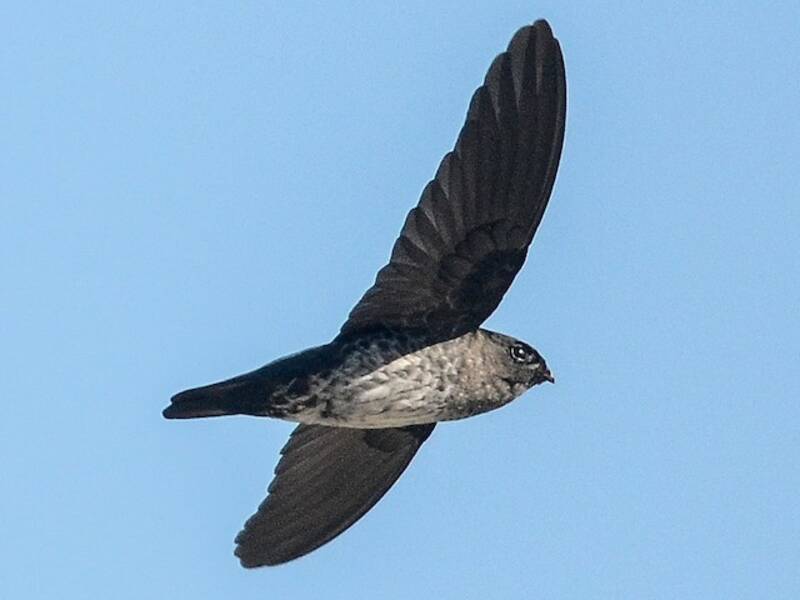 Plume-toed Swiftlet, 照片 3