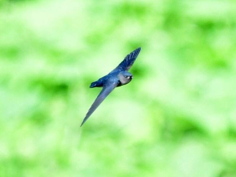 Plume-toed Swiftlet, 照片 2
