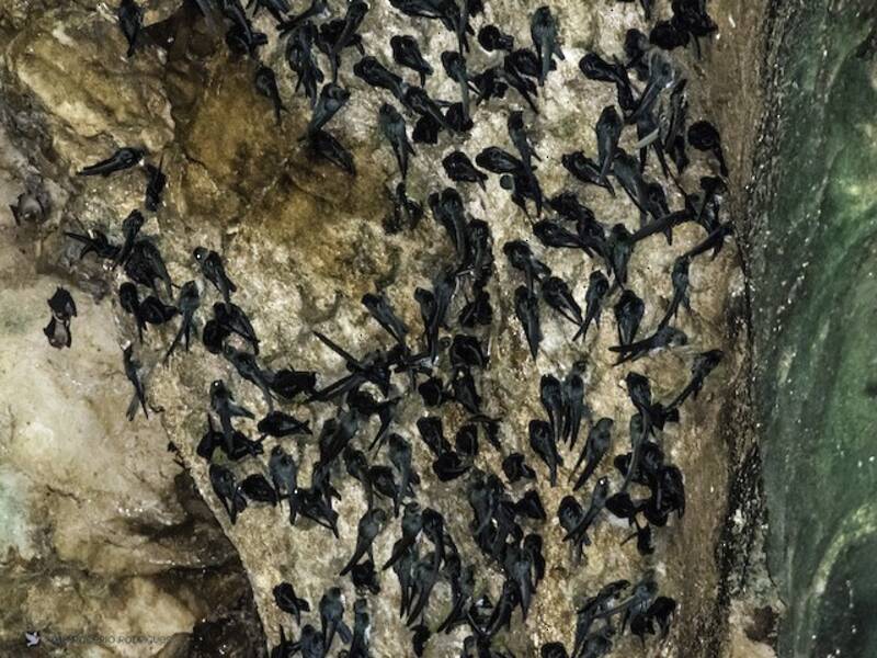 Plume-toed Swiftlet, 照片 4