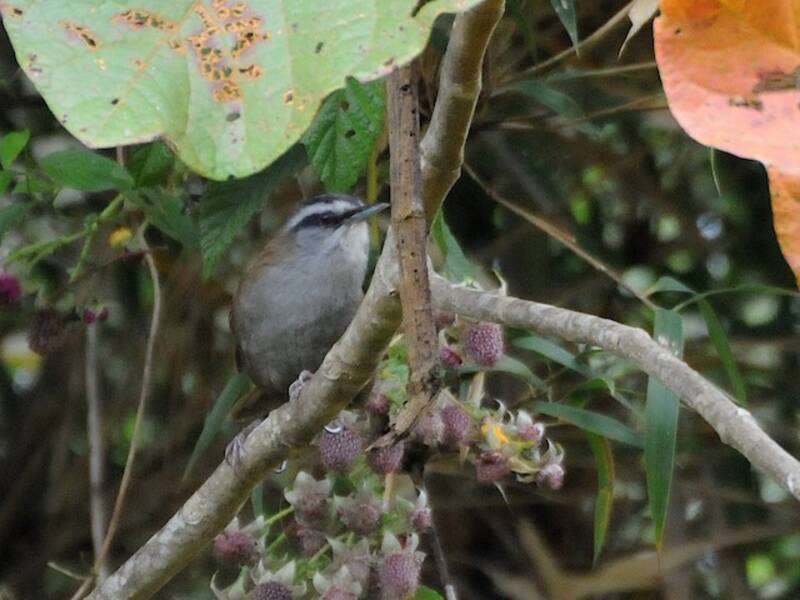 Scricciolo dalle sopracciglia grigie, Foto 4