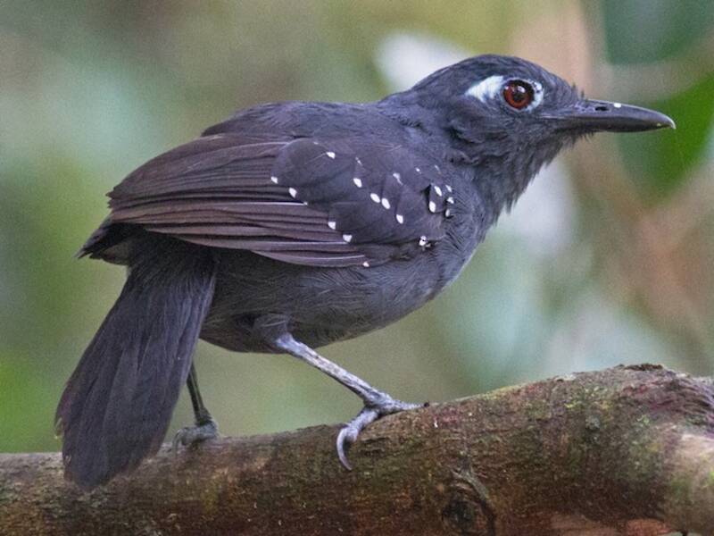 Plumbeous Antbird