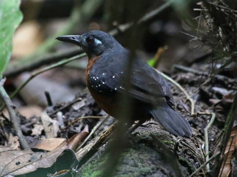 Fourmilier plombé, Photos 3