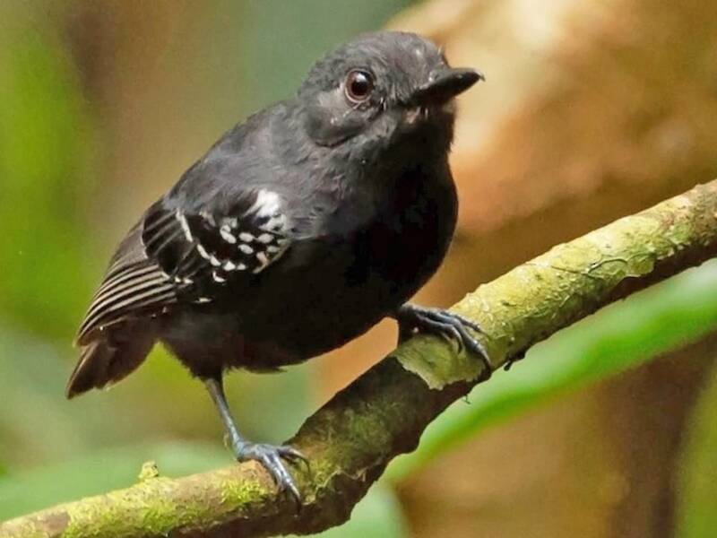 Bleigrauer Ameisenvireo, Fotos 2