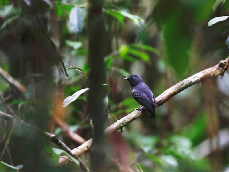 Bleigrauer Ameisenvireo, Fotos 4