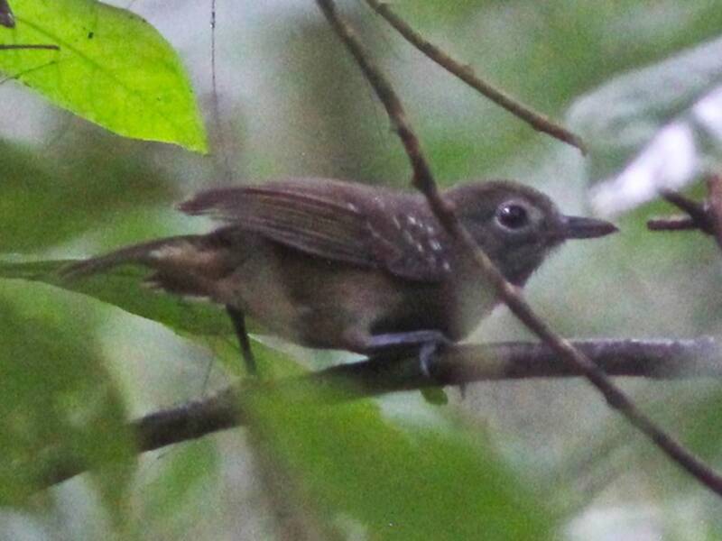 Bleigrauer Ameisenvireo, Fotos 3