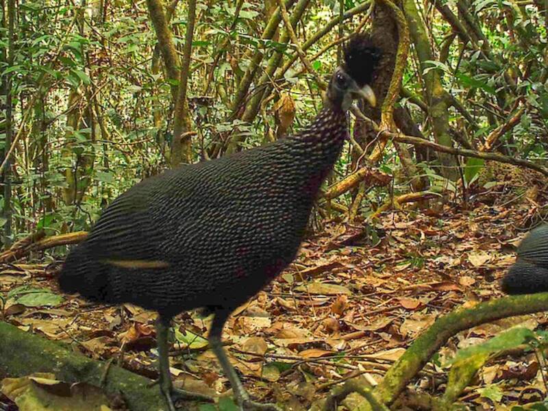 Haubenperlhuhn, Fotos 2