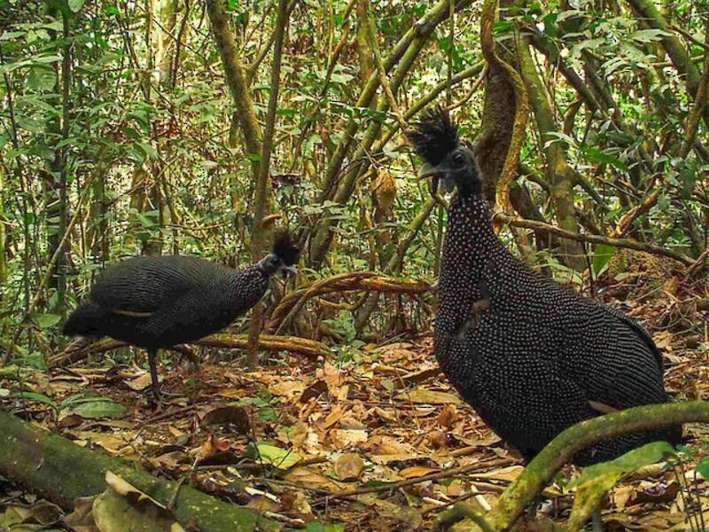 Haubenperlhuhn, Fotos 3