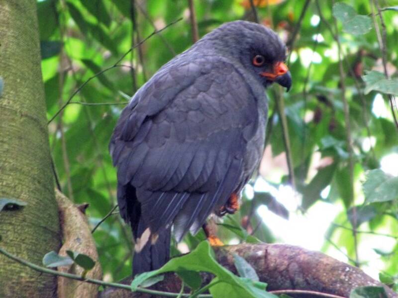 Plumbeous Hawk