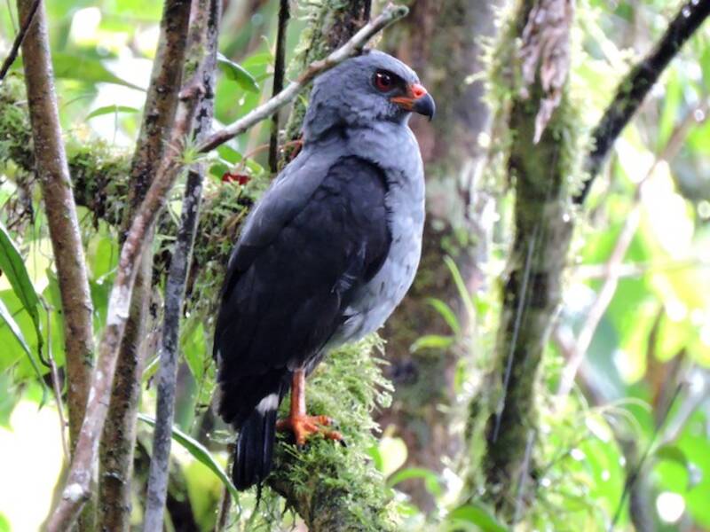 Plumbeous Hawk, Photos 3