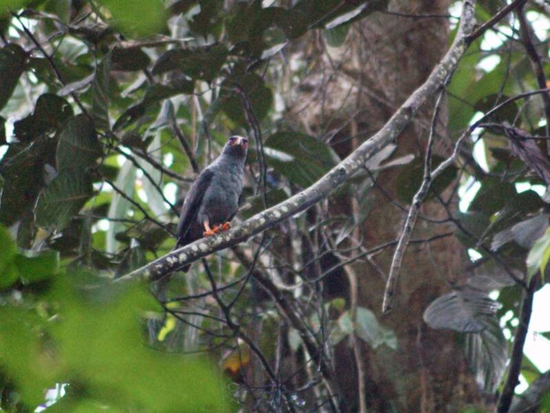 Plumbeous Hawk, Photos 2