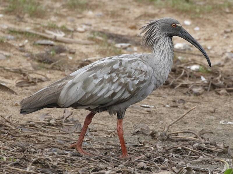 Ibis plumbeo, Foto 3