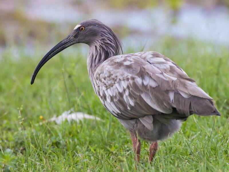 Ibis plumbeo, Foto 2