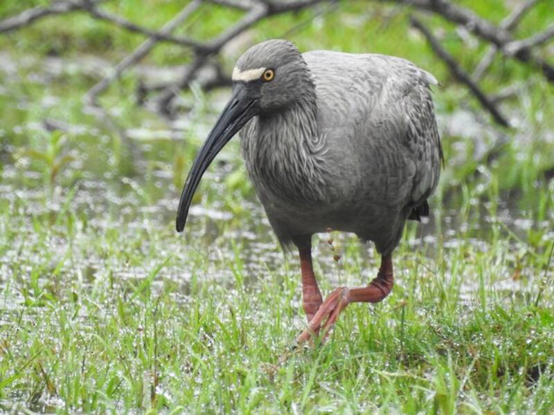 Plumbeous Ibis