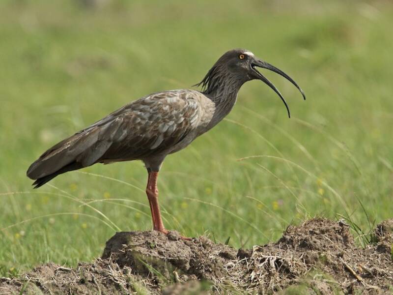 Ibis plumbeo, Foto 4