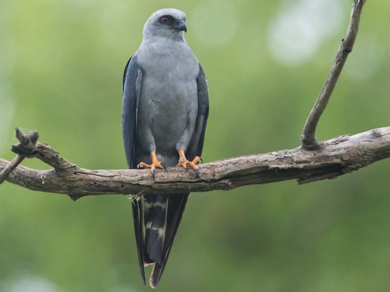 Plumbeous Kite