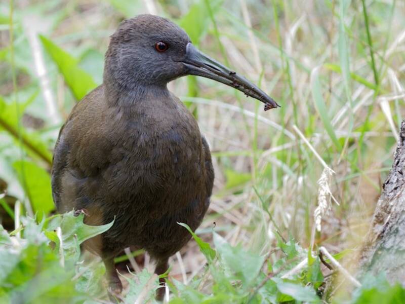Rallo plumbeo, Foto 2