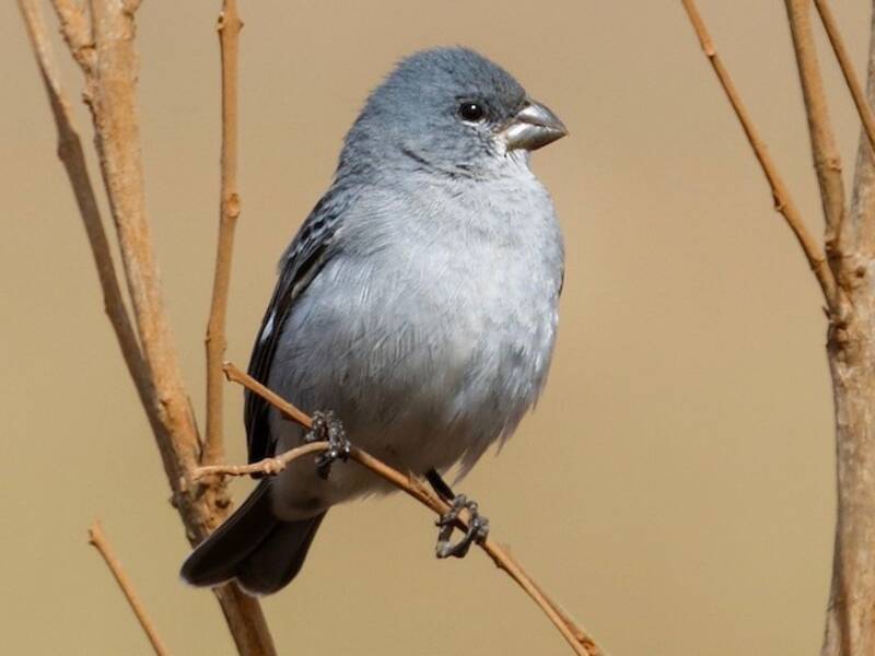 Plumbeous Seedeater, Photos 3