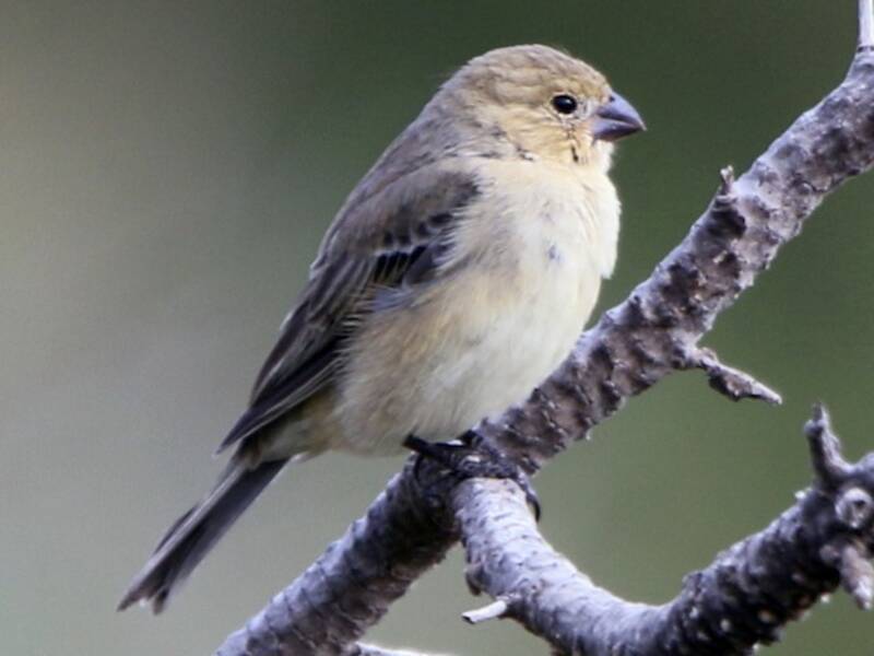 Plumbeous Seedeater, Photos 4