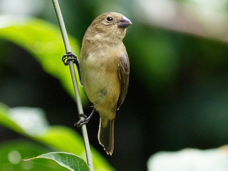 Plumbeous Seedeater, Photos 2