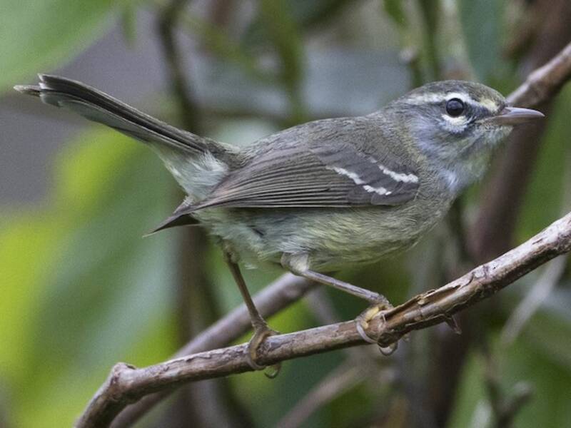 Bleifarben-Waldsänger, Fotos 3