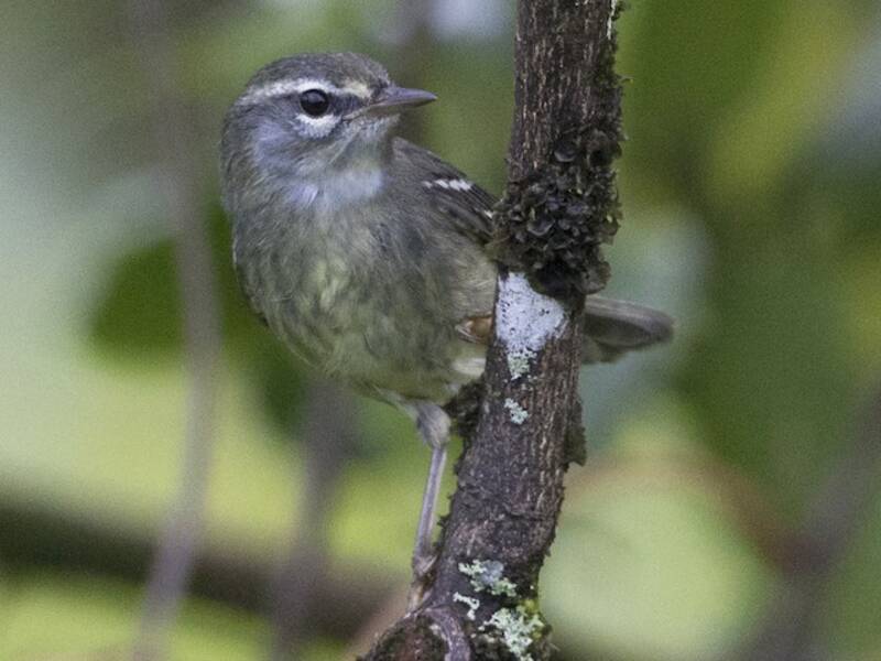 Bleifarben-Waldsänger, Fotos 2