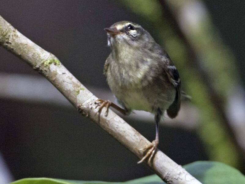 Parula piombata