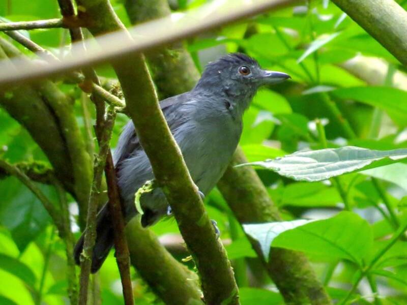 Plain-winged Antshrike, Photos 2