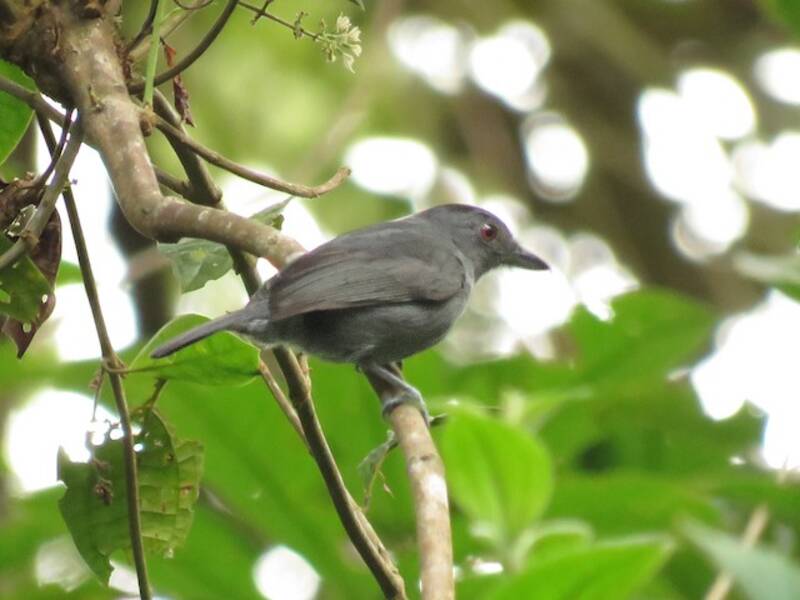Plain-winged Antshrike, Photos 3