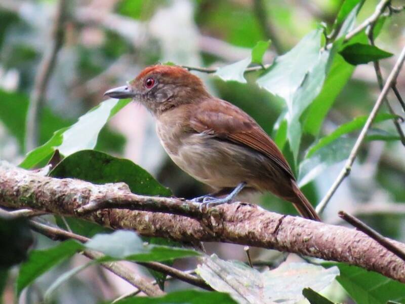 Plain-winged Antshrike, Photos 4