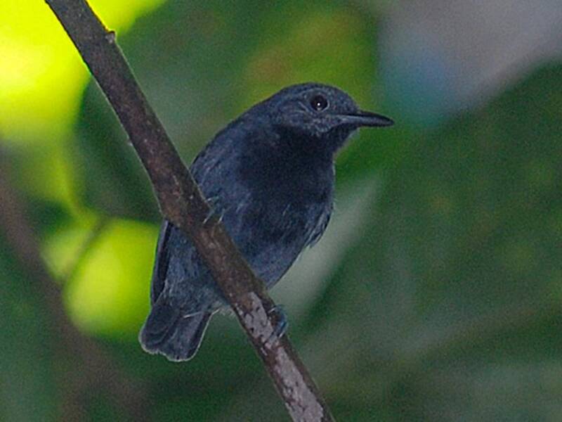 Mirmoterula alisemplic, Foto 2