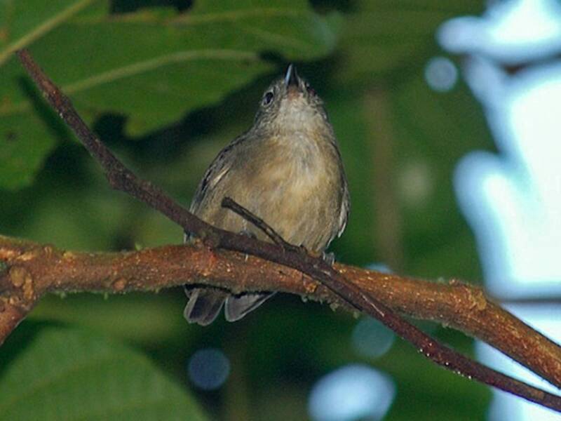 Mirmoterula alisemplic, Foto 3