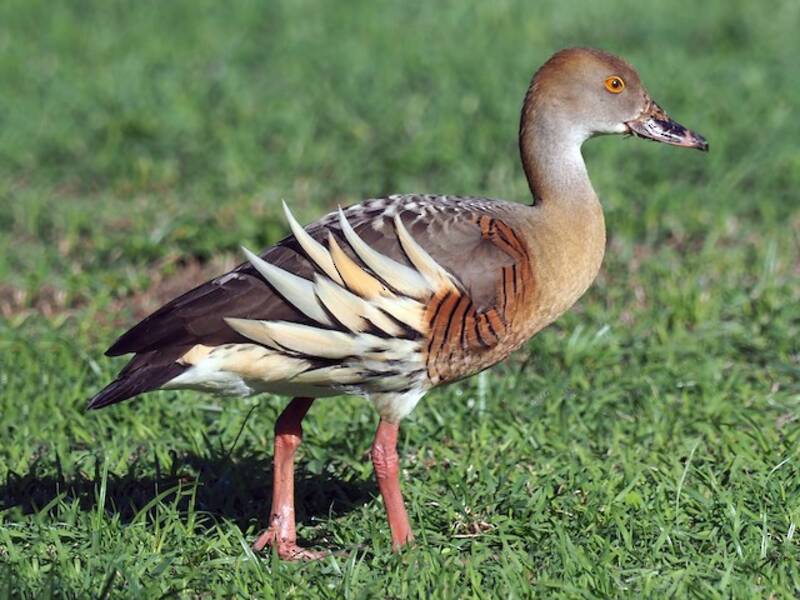 Dendrocygne à lunules