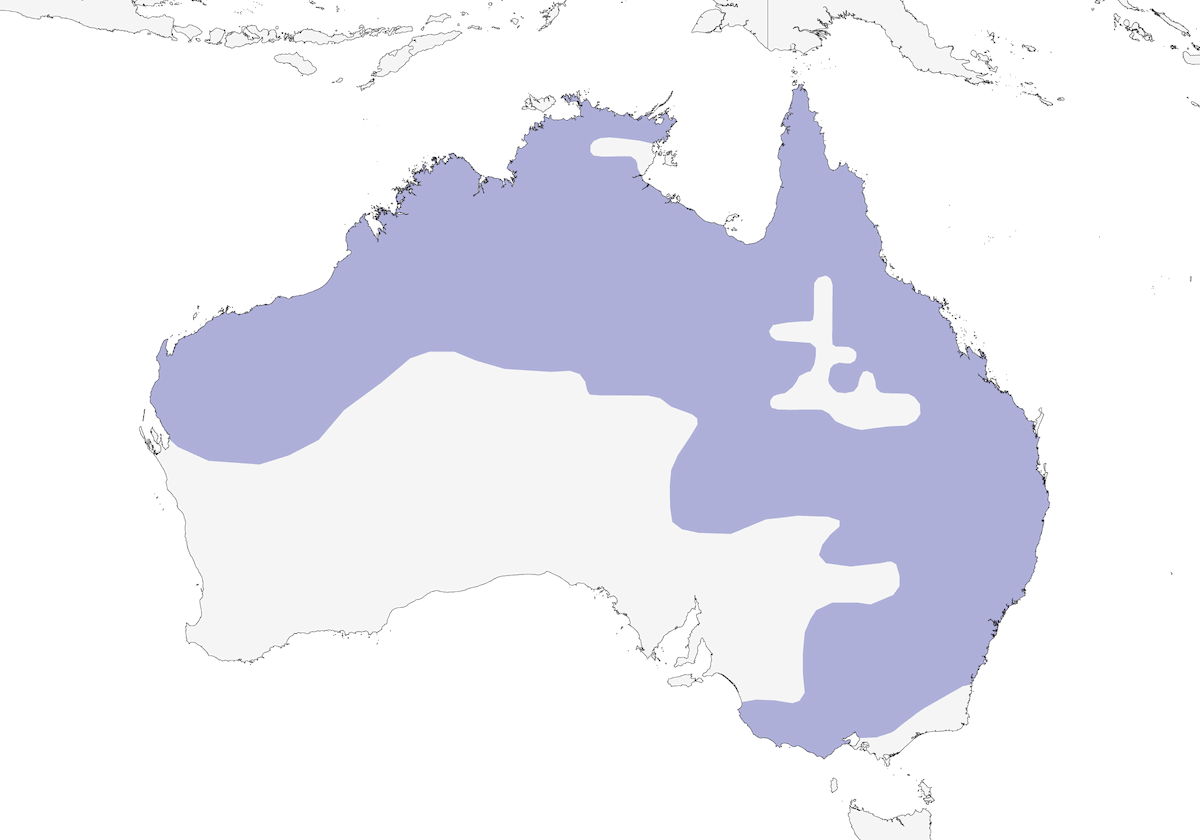 Dendrocigna piumata, Distribuzione 1
