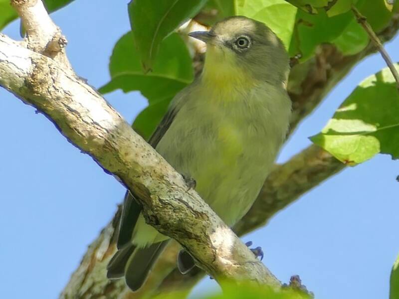 Plain White-eye, Photos 4