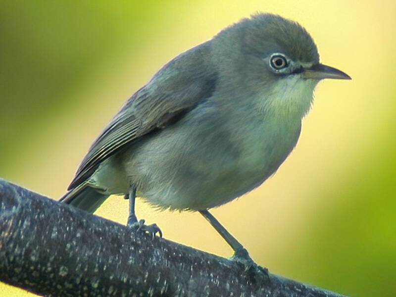 Plain White-eye, Photos 3