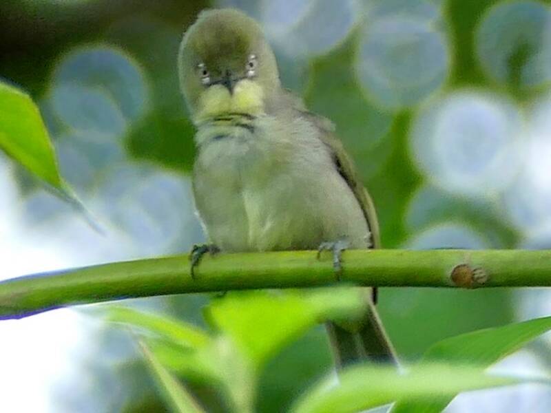 Plain White-eye, Photos 2