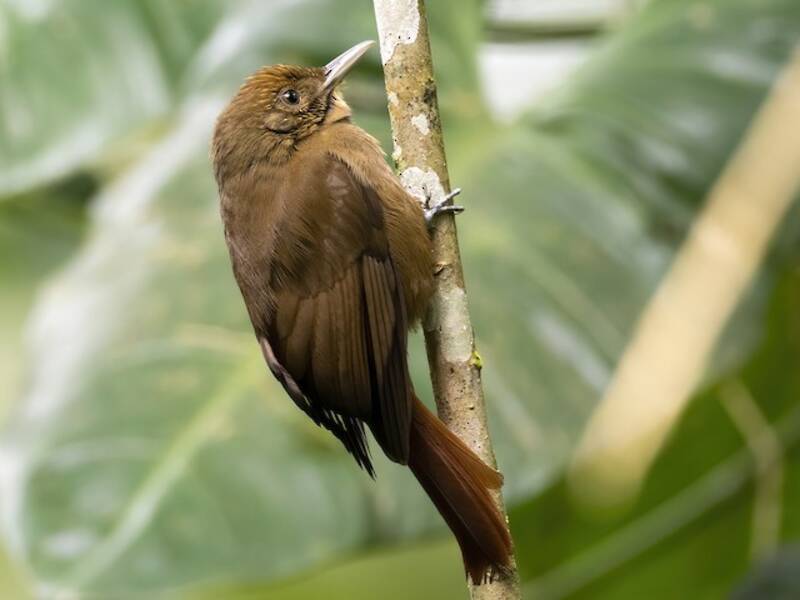 Plain-winged Woodcreeper, 照片 3