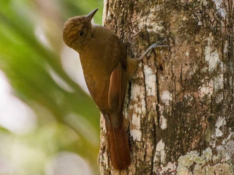 Plain-winged Woodcreeper